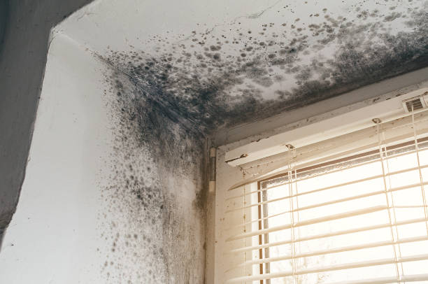Affordable Black Mold Remediation solutions in Canton, GA